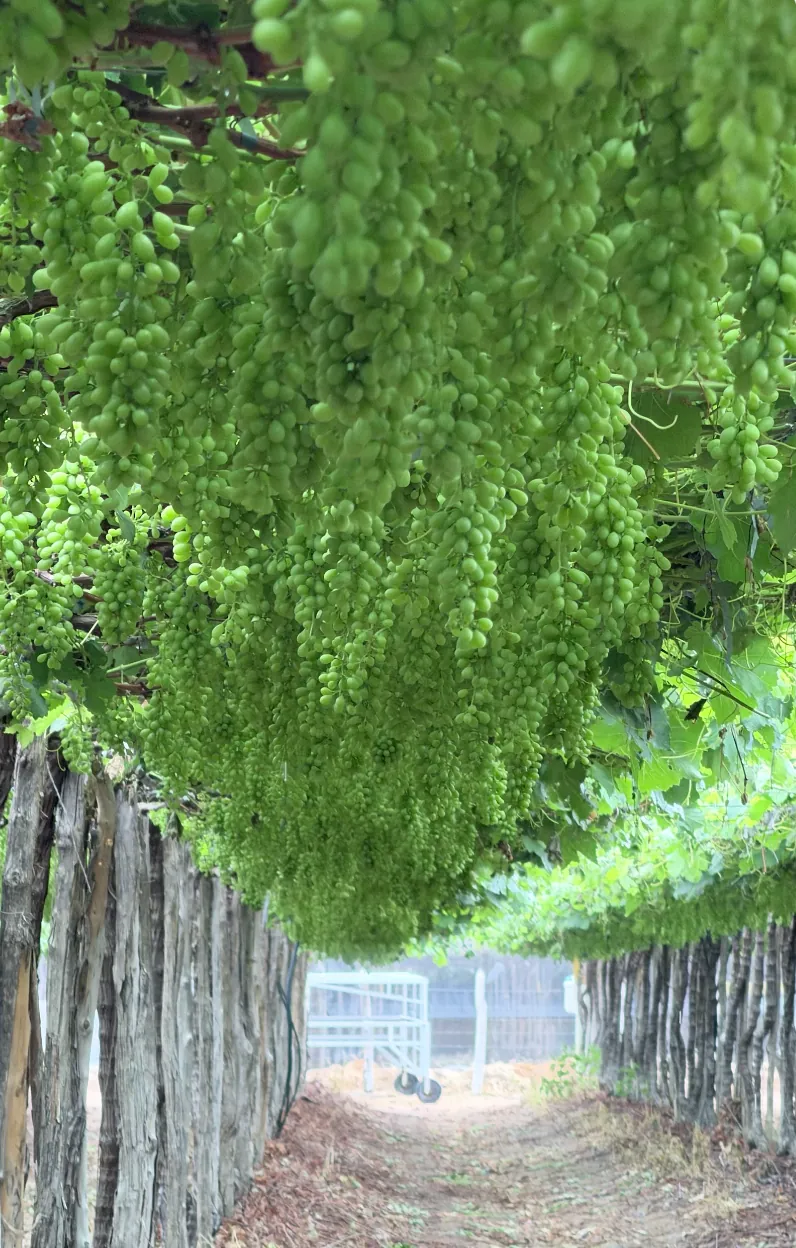 Videiras em desenvolvimento na Fazenda Petrolina